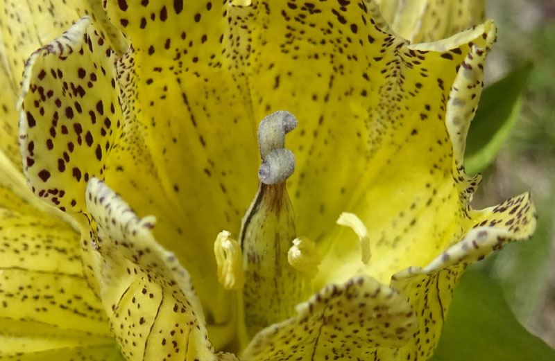 Gentiana punctata